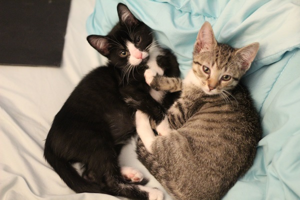 KITS Attic preview image